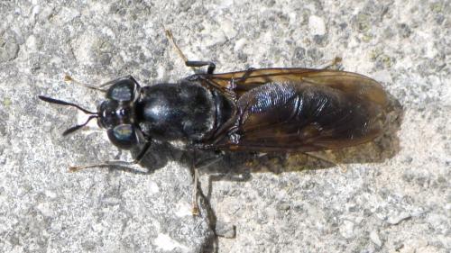 Réf. 259 338 : Hermetia illucens